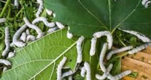 तुती बीजकोष, टसर रेशीम खरेदीसाठी ९४ लाखांचा निधी मंजूर