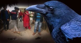 BirdFluAlert issued in Tamil Nadu after deaths of crows.