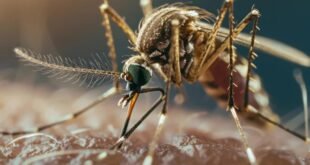 मुख्यमंत्री फडणवीस यांची माहिती, जपानी मेंदूज्वराविरोधात महाराष्ट्र सतर्क