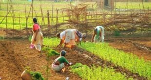 महिला शेतकरी सक्षमीकरणासाठी राज्य शासनाची महत्त्वपूर्ण पावले